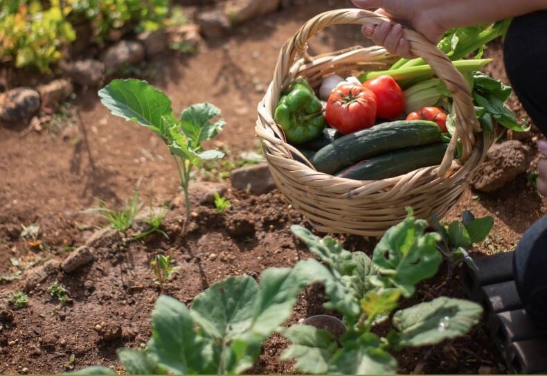 Sustentabilidade será o diferencial da agricultura brasileira afirma Embrapa